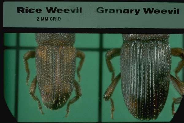 Granary Weevil