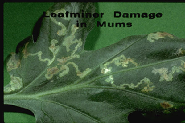 Leafminer Flies