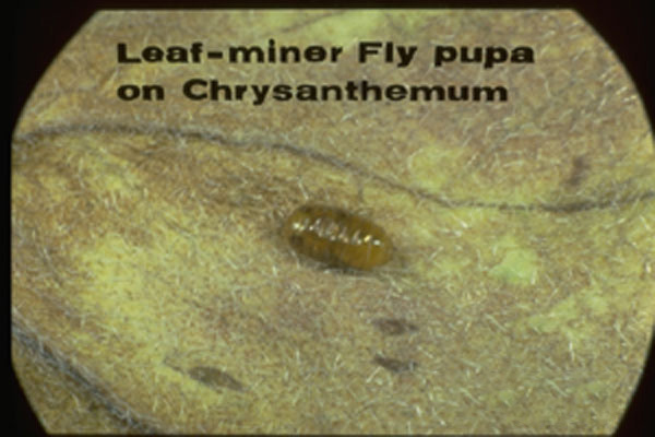 Leafminer Flies