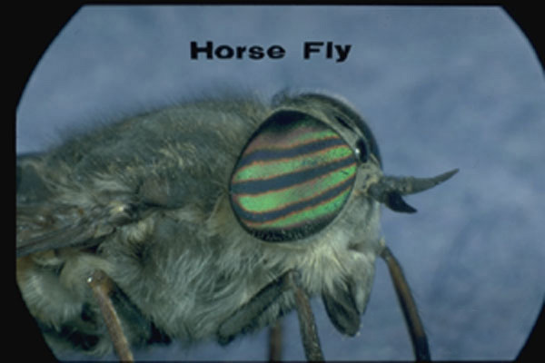 Horse Flies