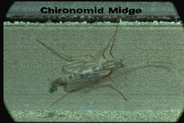 Midges