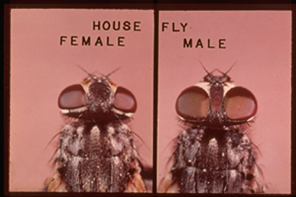 House Fly