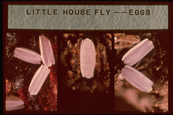 Little House Fly