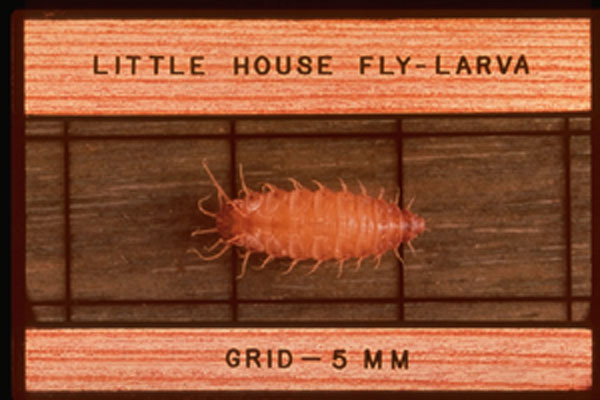 Little House Fly