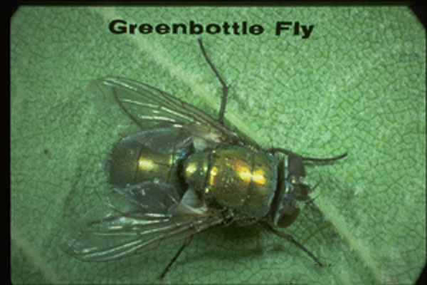 Green Blow Fly