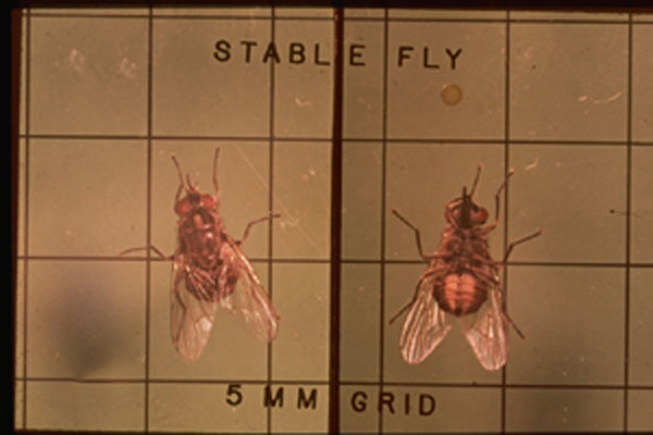 Stable Fly