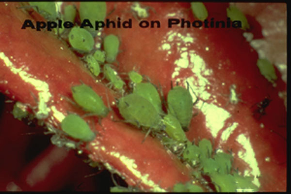 Green Apple Aphid 