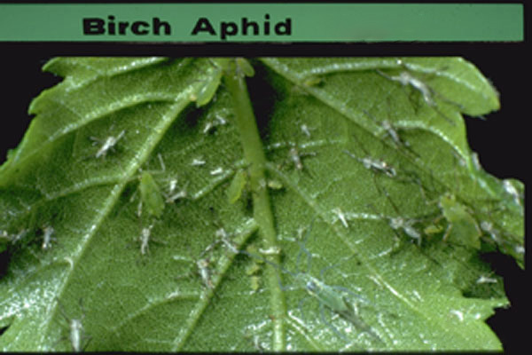 Birch Aphid