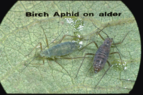 Birch Aphid