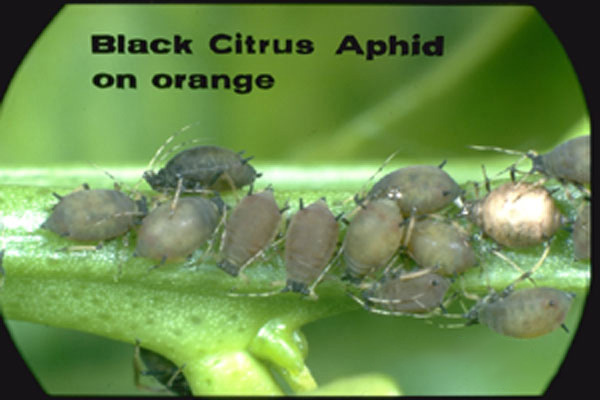 Black Citrus Aphid