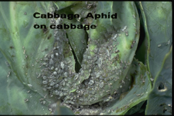 Cabbage Aphid