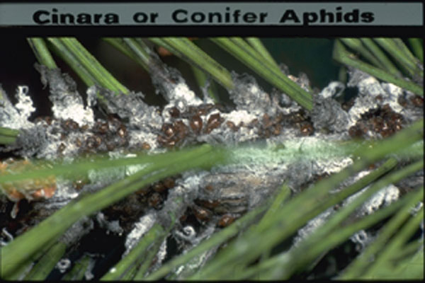 Conifer Aphid