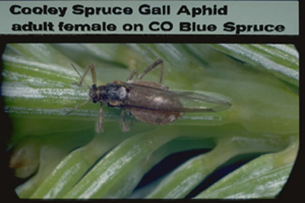 Cooley Spruce Gall Aphid