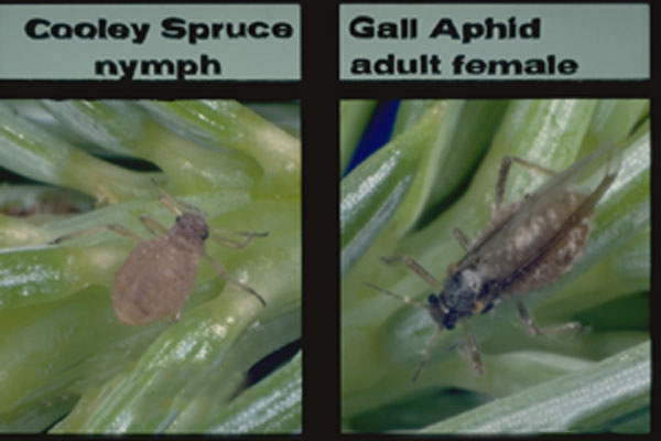 Cooley Spruce Gall Aphid
