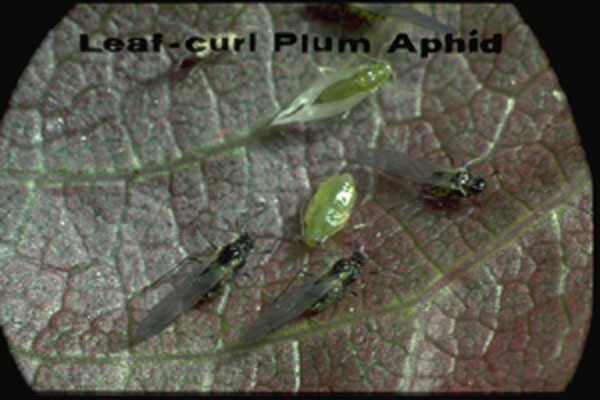 Leaf Curl Plum Aphid