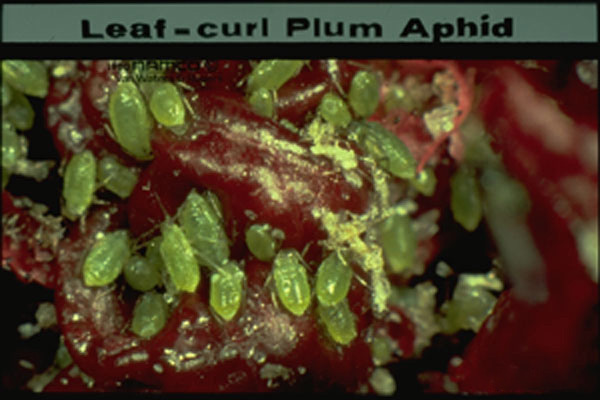 Leaf Curl Plum Aphid