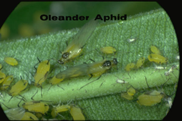 Oleander Aphid