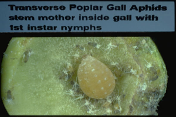 Poplar Gall Aphid