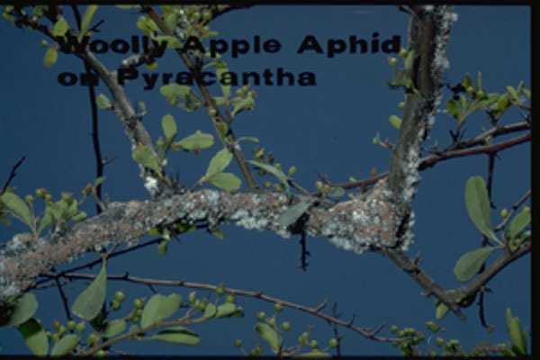 Woolly Apple Aphid 