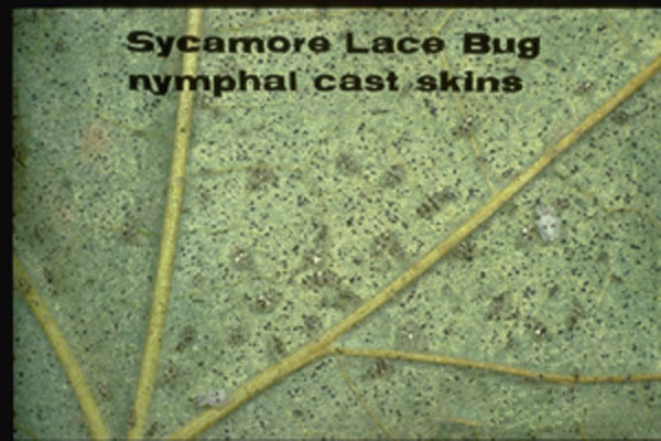 Sycamore lace bug – eastern species