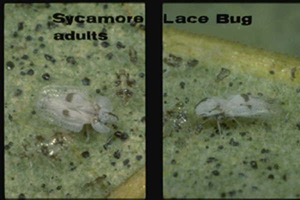 Sycamore lace bug – eastern species