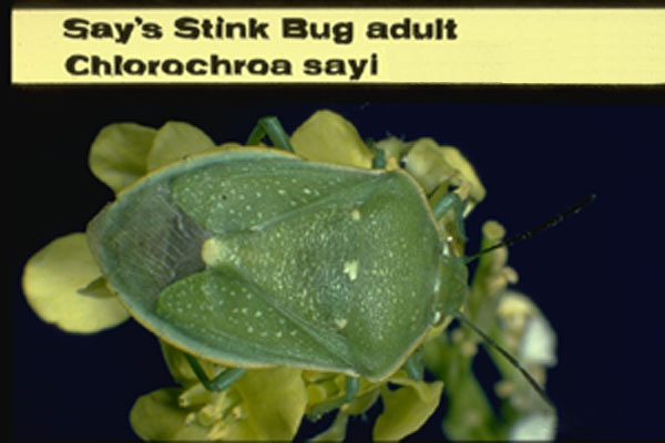 Say's Stink Bug