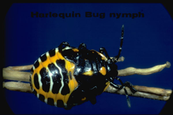 Harlequin Stink Bug
