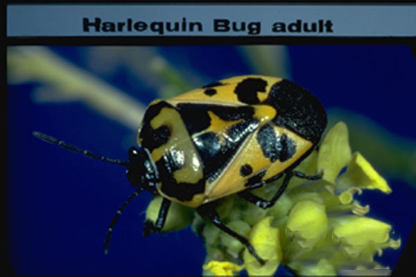 Harlequin Stink Bug