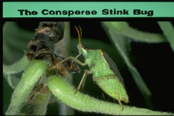 Consperse stinkbug