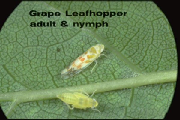 Grape leafhopper
