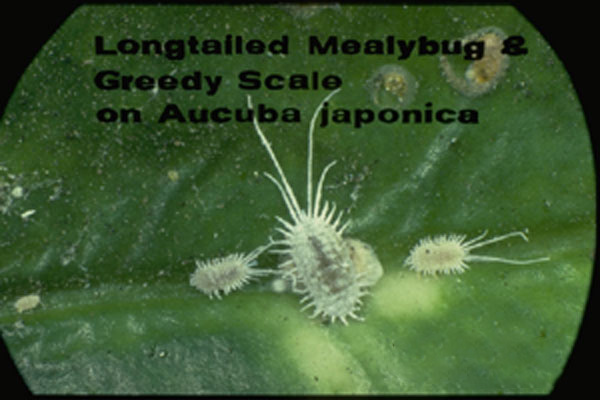 Long-tailed Mealybug