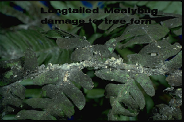 Long-tailed Mealybug