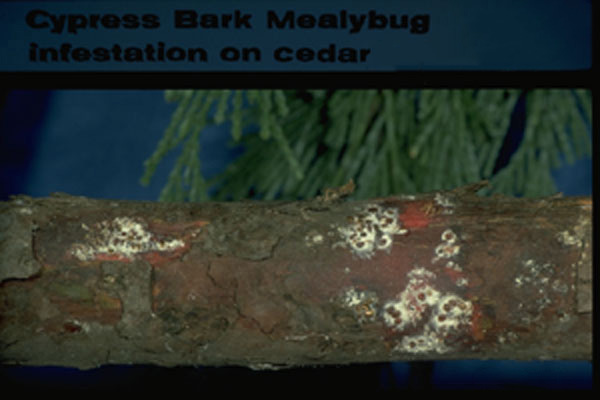 Cypress Bark Mealybug