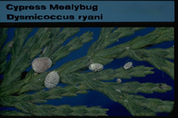 Cypress Mealybug 