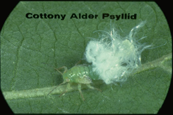 Cottony ash psyllid