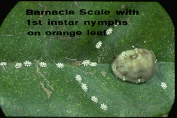 Barnacle Scale