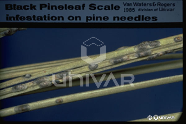 Black Pineleaf Scale