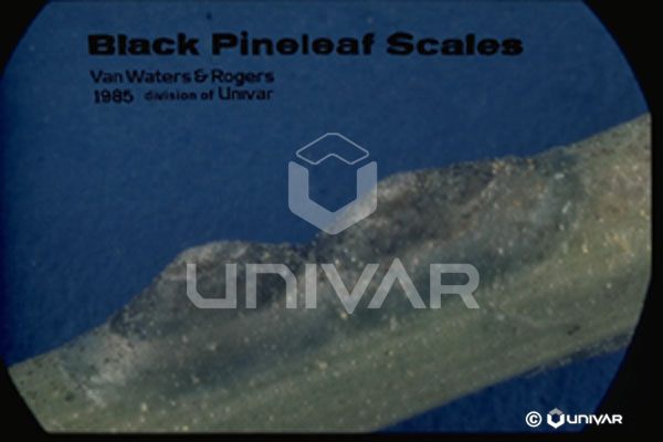 Black Pineleaf Scale