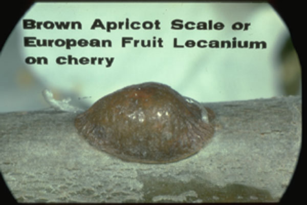 European Fruit Lecanium