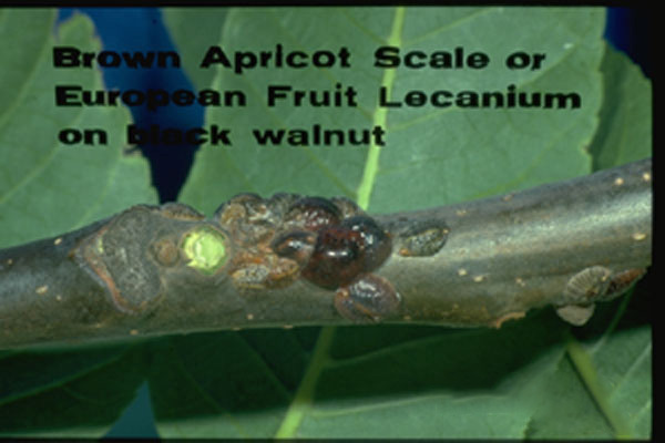 European Fruit Lecanium
