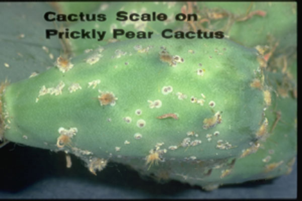 Cactus Scale