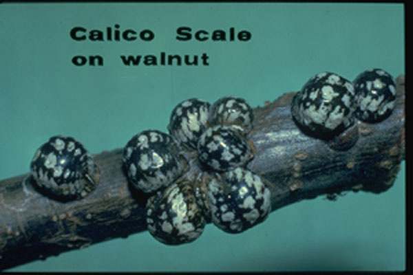 Calico Scale