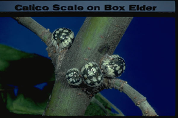 Calico Scale