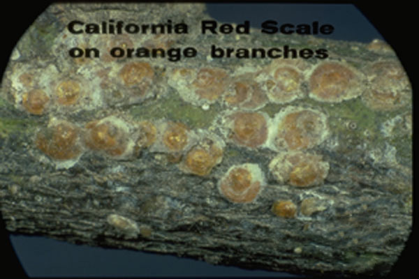 California Red Scale