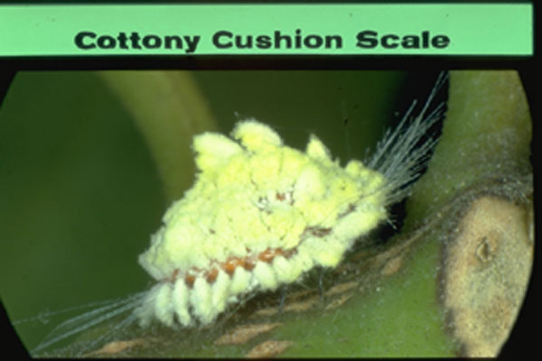 Cottony Cushion Scale