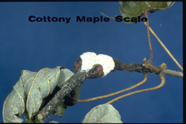 Cottony Maple Scale