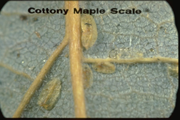 Cottony Maple Scale