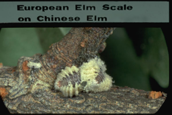 European Elm Scale