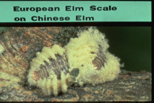European Elm Scale