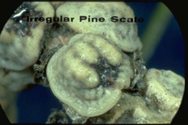 Irregular Pine Scale